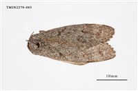 藏品(茸毒蛾屬)的圖片